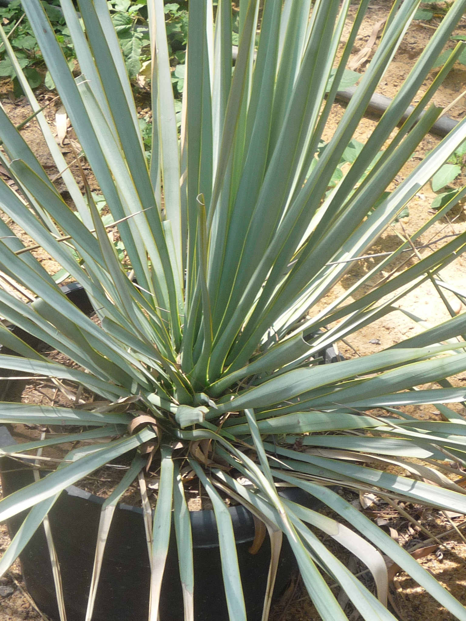 Dracaena ombet